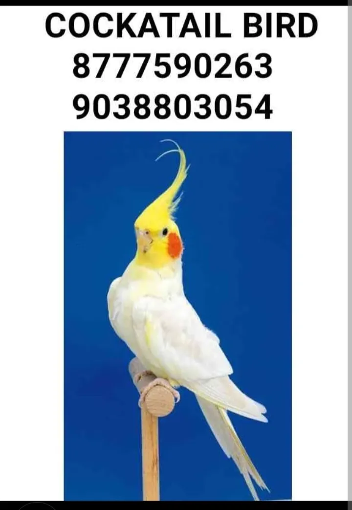 Bird shop kolkata 