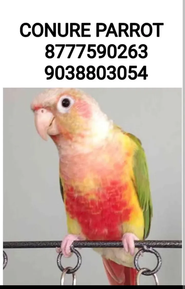 Bird shop kolkata 
