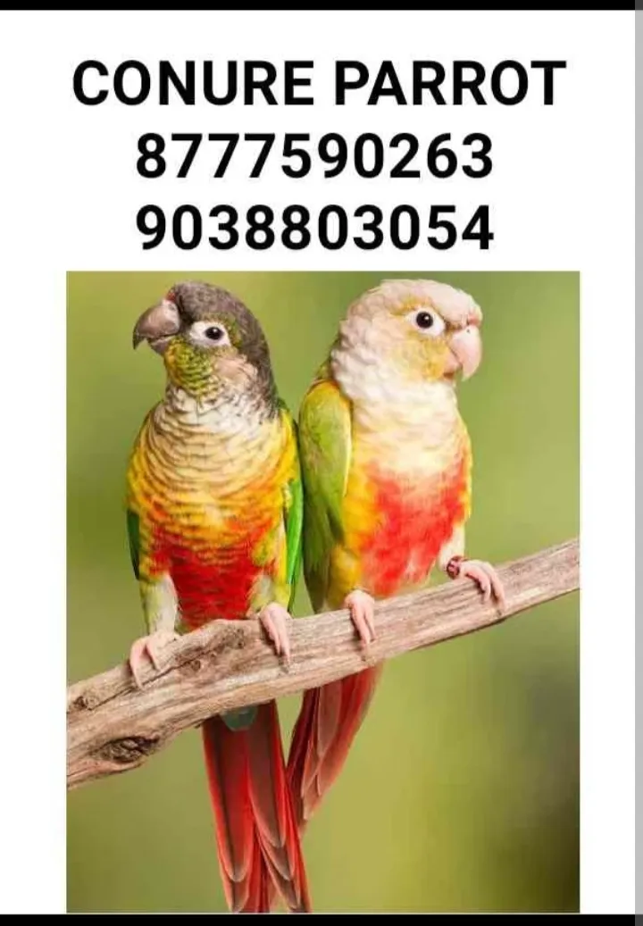 Bird shop kolkata 