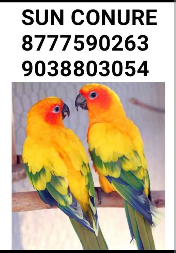 Bird shop kolkata  - Others in Kolkata for ₹0
