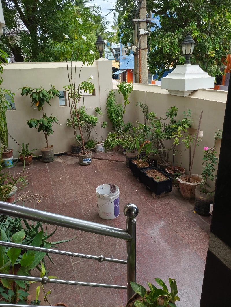 Plants செடிகள்
