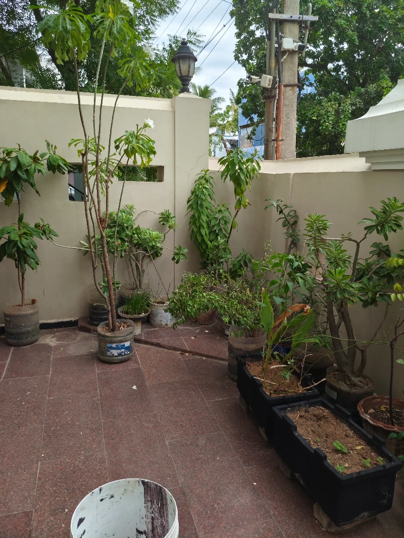 Plants செடிகள்