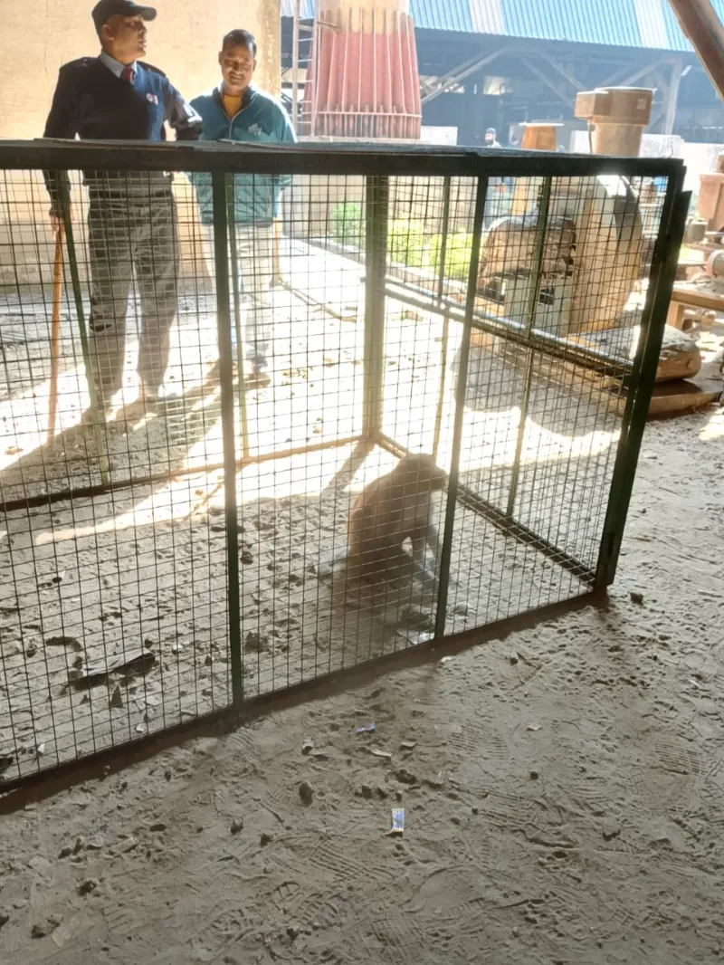  Safe & Professional Assistance Monkey Catcher Service MonkeyCather SR