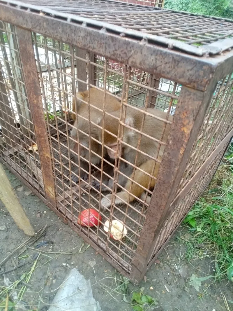  Safe & Professional Assistance Monkey Catcher Service MonkeyCather SR