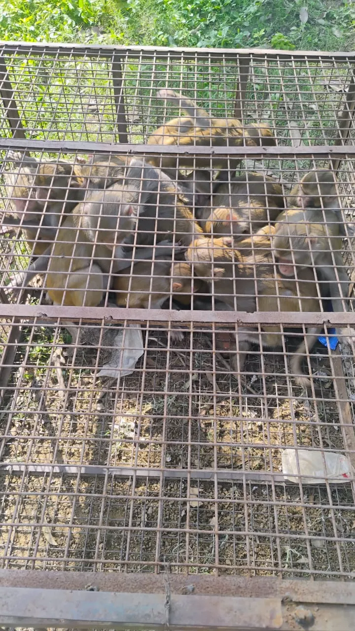  Safe & Professional Assistance Monkey Catcher Service MonkeyCather SR