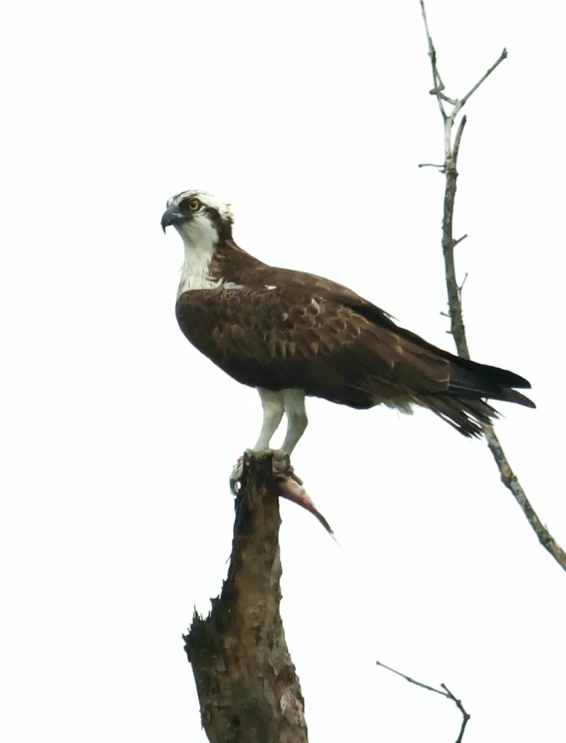 The Best of Sundarban Wildlife Photography 