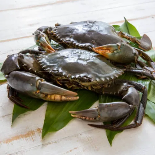 Crab culture