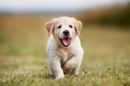 Yellow lab puppy great loyalty to a home   8800539300
