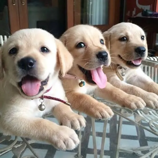 Yellow lab puppy great loyalty to a home   8800539300 - Others in New Delhi for ₹15000